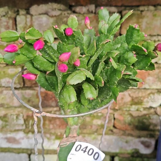 红桑巴嫁接零下5℃之上包邮易掉苞芽400