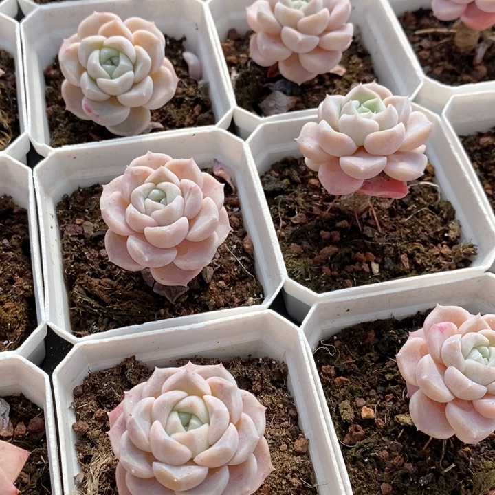 152。兔兔糖。单头。