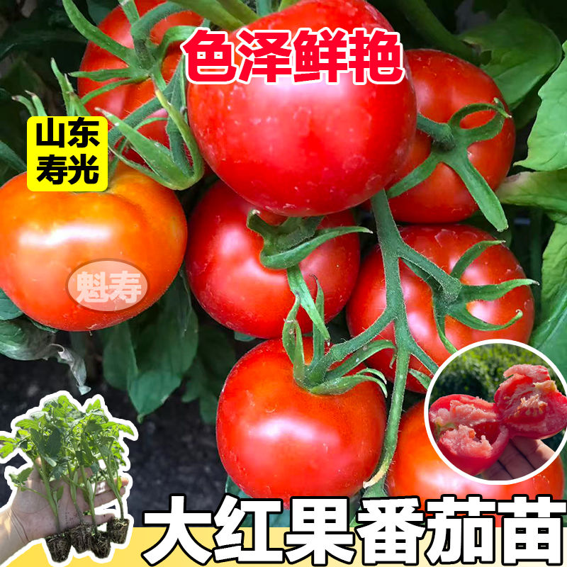 大红番茄秧苗阳台盆栽苗子樱桃小番茄苗子圣女果苗子四季种植苗子