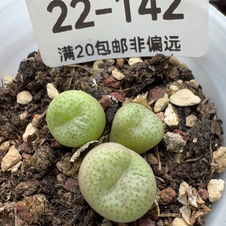 带盆土。             