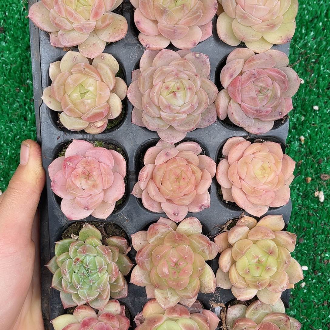 多肉一物一拍29-49