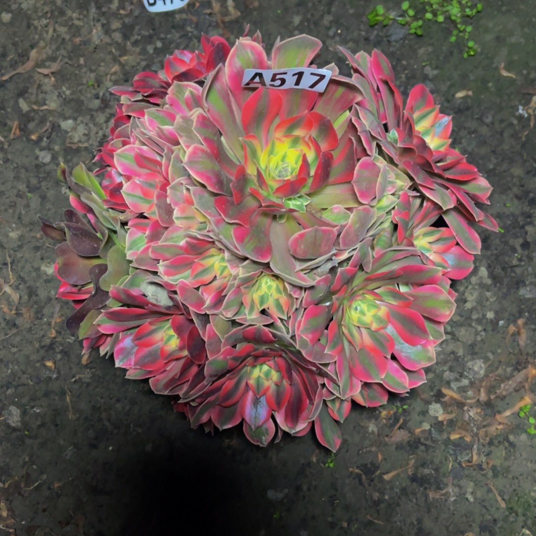 女妖法师16////28包邮