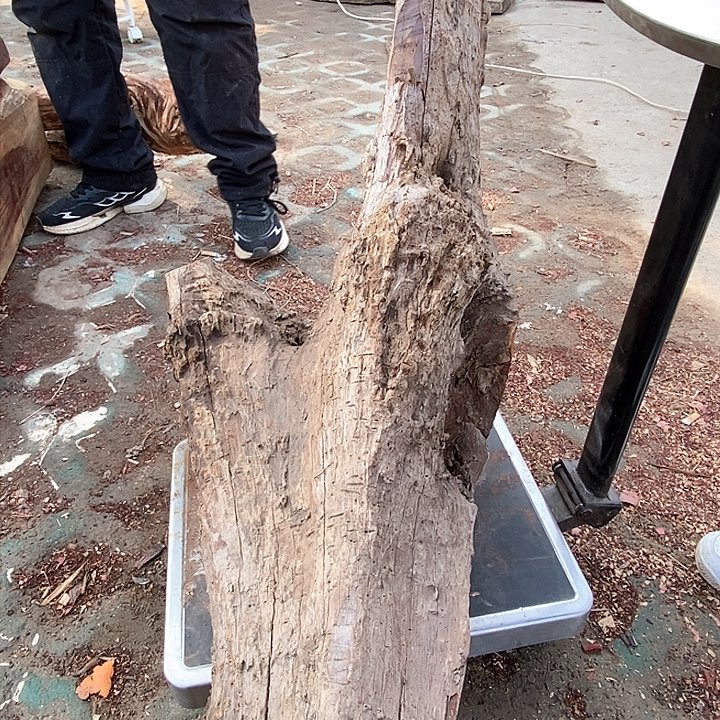 微凹黄檀（南美大红酸枝）蹲****事235