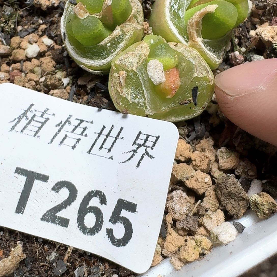 265号多肉植物哇cv v