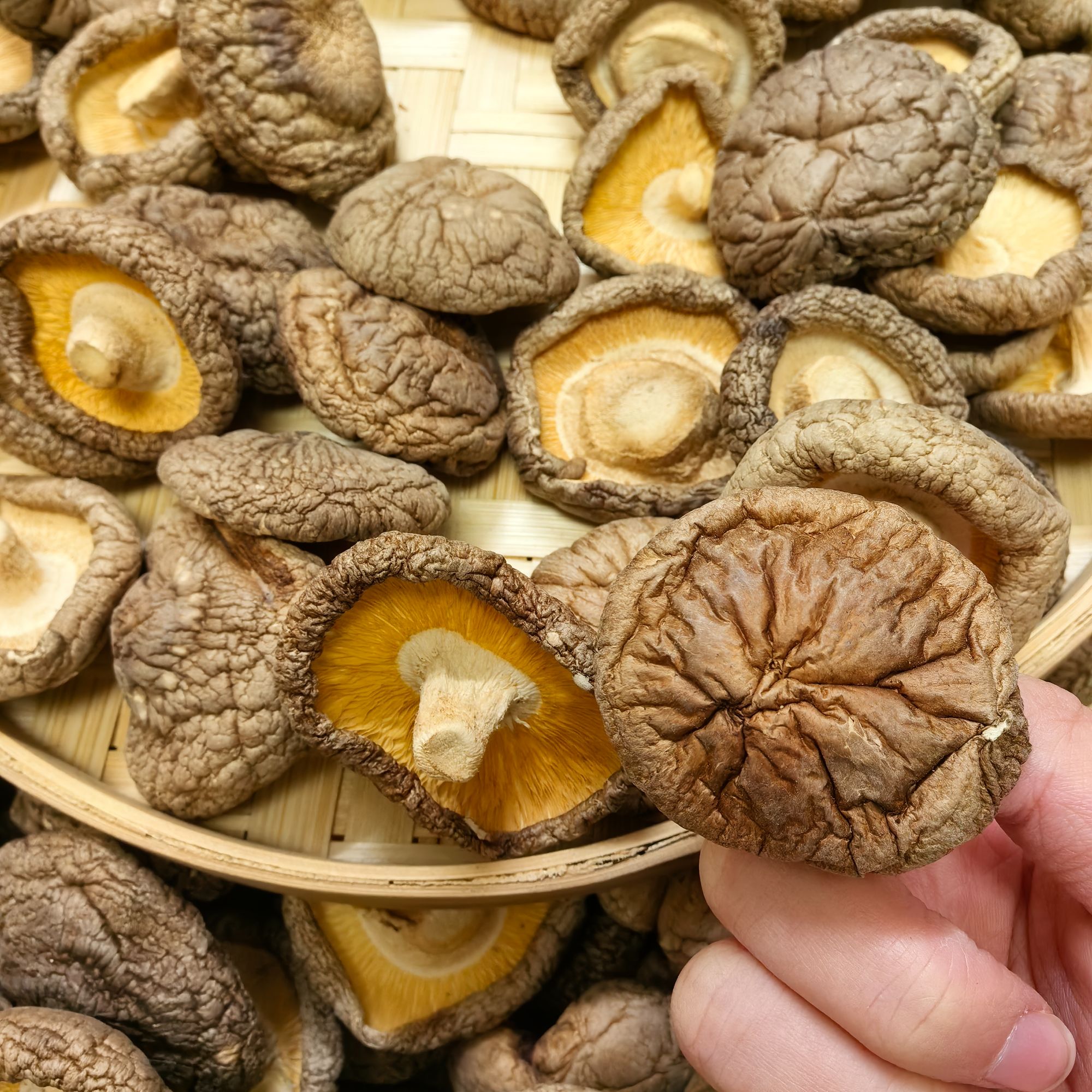 莆田香菇 大面姑（新菇）