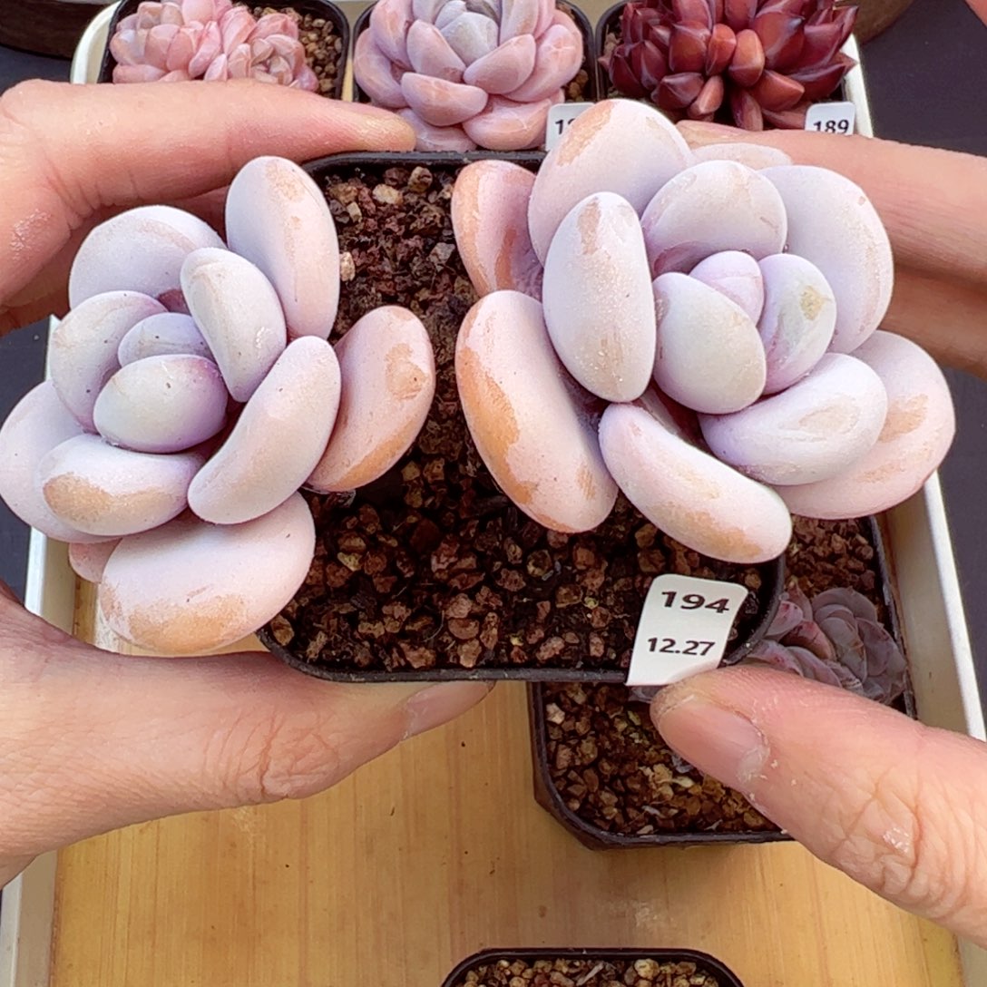 好好看194、哈哈哈哈