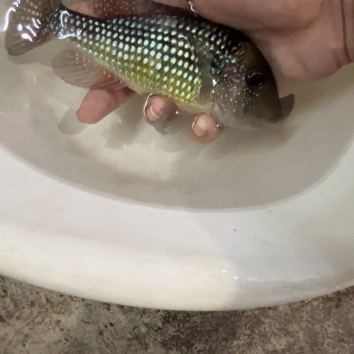 陌***人慈鲷鱼15厘米随机七彩鹅头1只