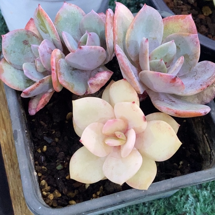 秋可园艺 白凤锦群