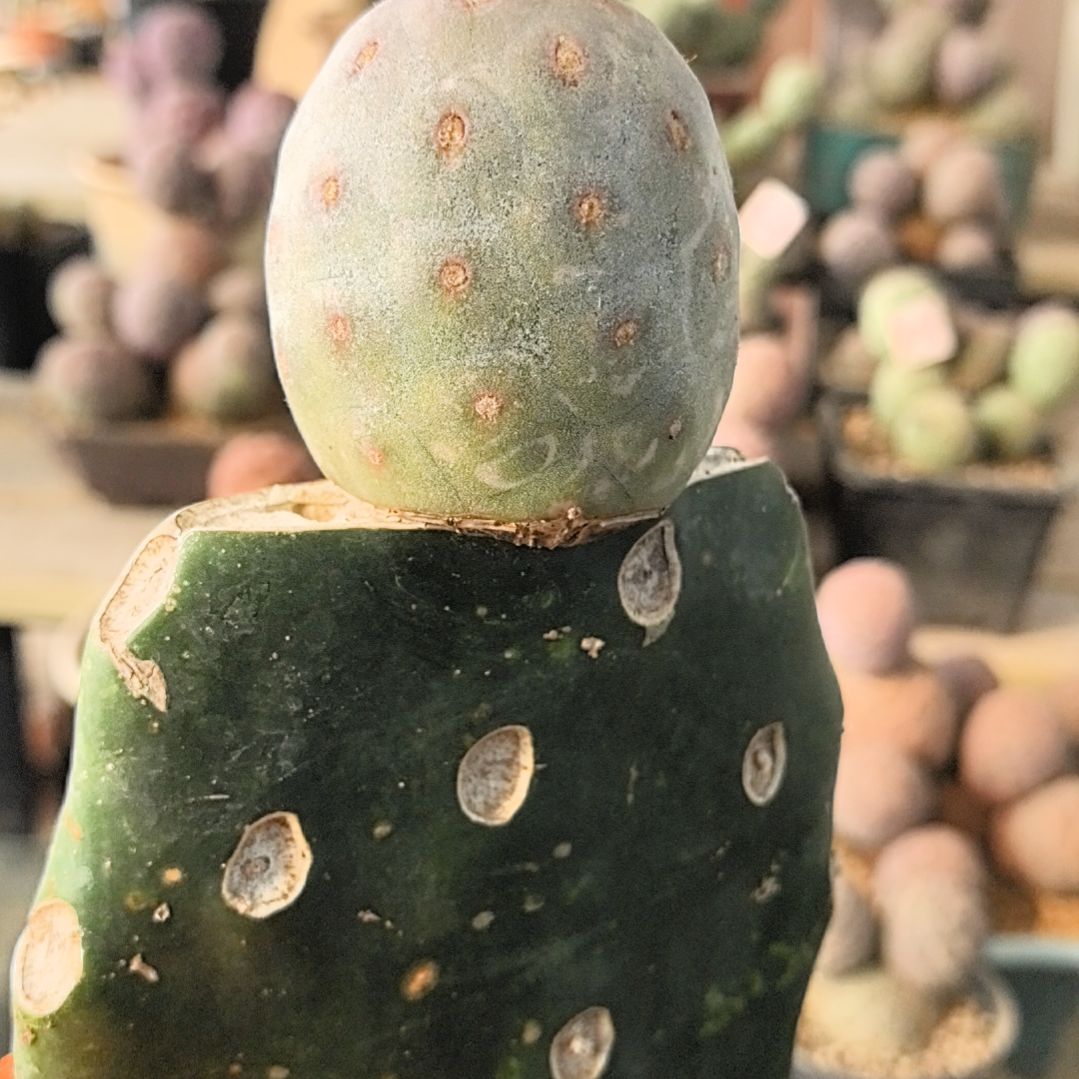 习志野仙人球直播