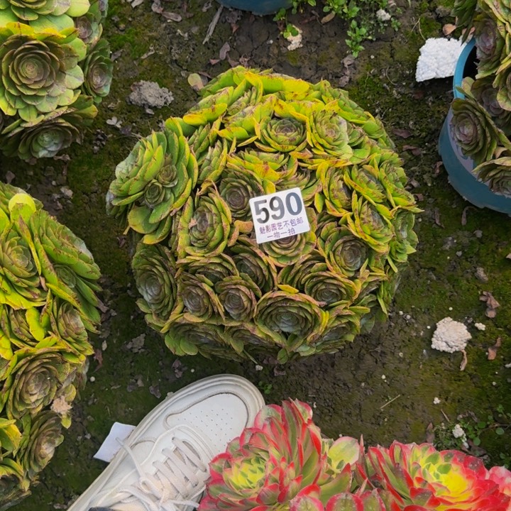 拉丝花27-12包邮花花
