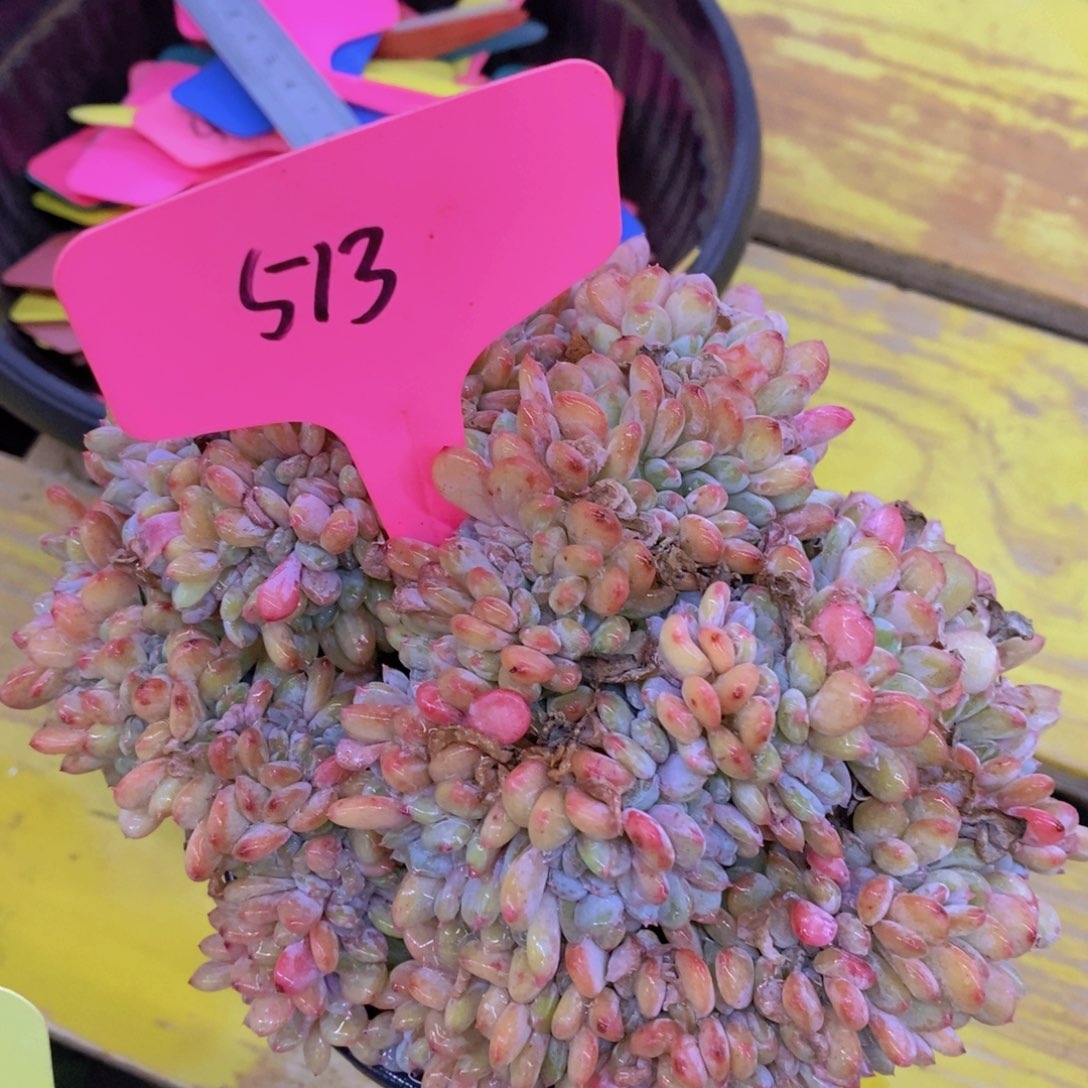 快乐至上，开心无价，一物一拍