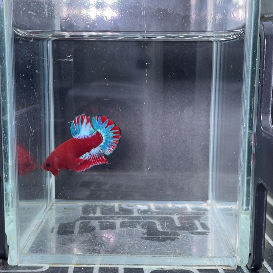 斗鱼越南红肉地狱男爵34