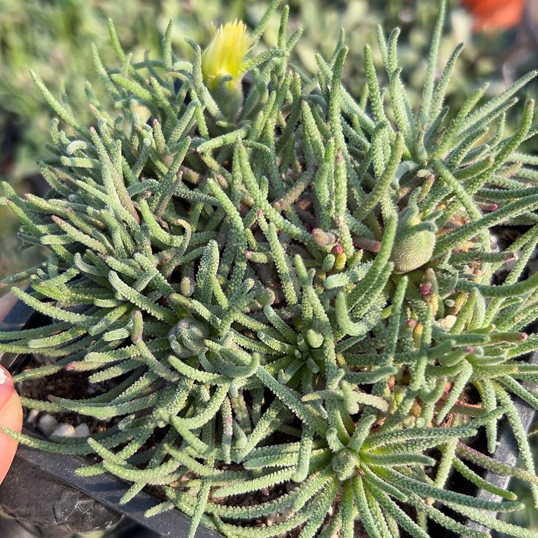 多肉植物天赐开花