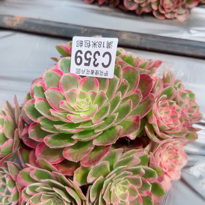 多肉 孔雀翎多肉法师
