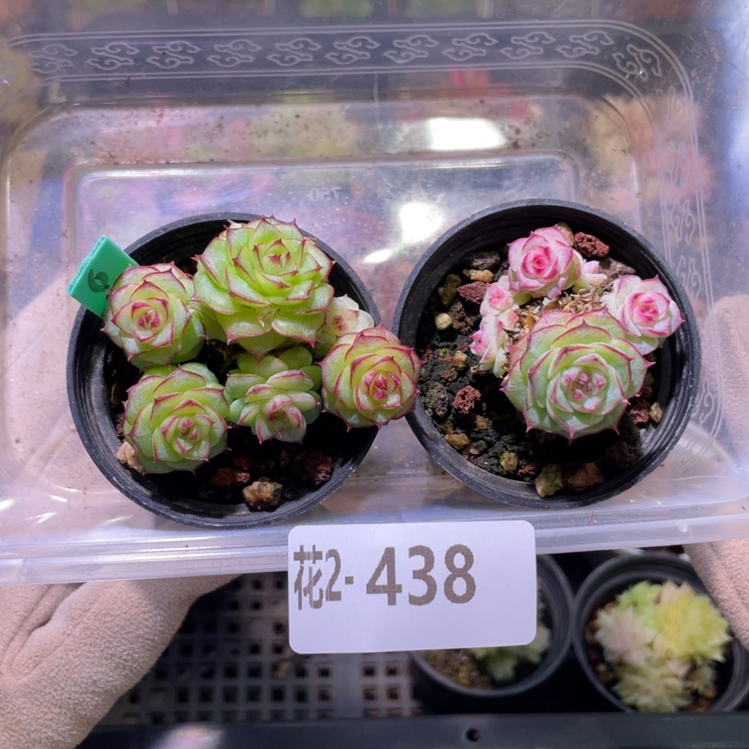 花利美2-438女王玫瑰