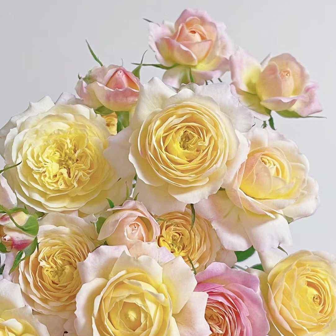 【双十二直播链接】苗灌木浓香大花养护夏季直立月季盆栽花卉玫瑰