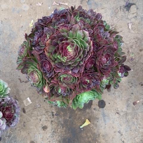 J****a花月夜13多肉植物法师