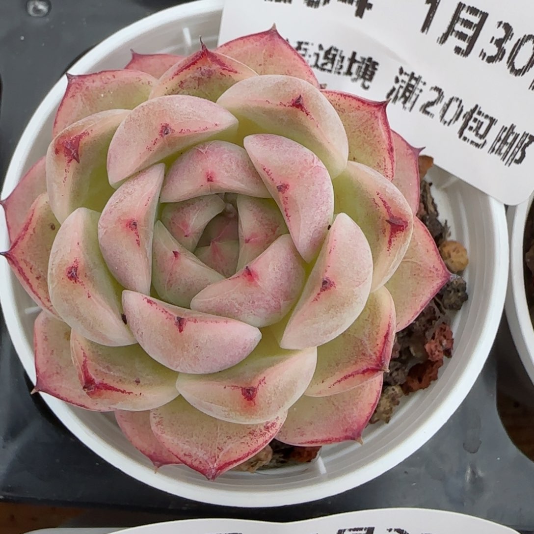 花语逸镜0130-254