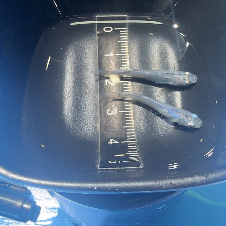 青鳉鱼50号拍品水滴