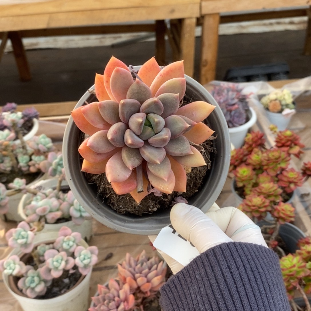 4231象牙老桩一物一拍