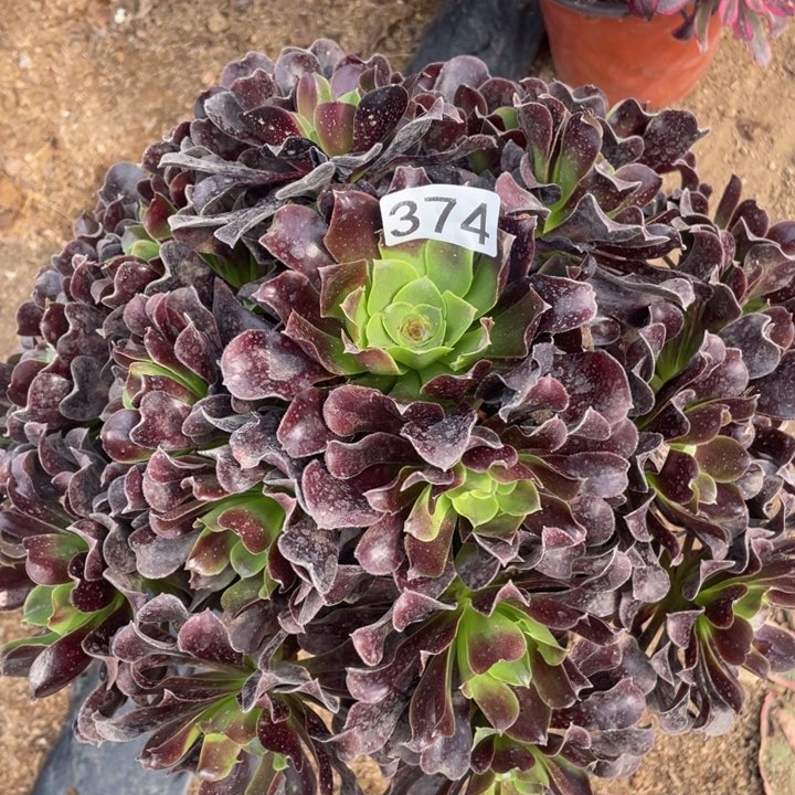 374多肉植物欧紫