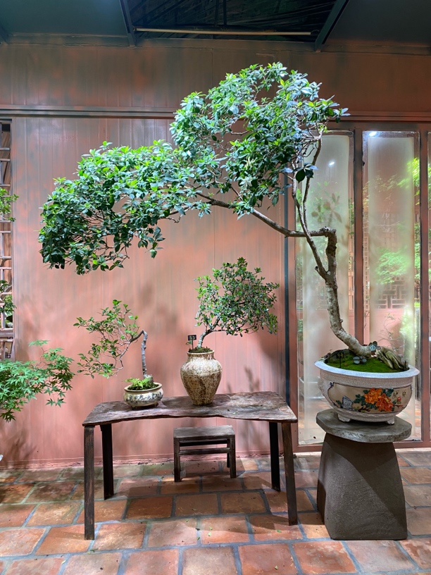 海岛栀子花大品合集（一物一拍，以直播间为准）