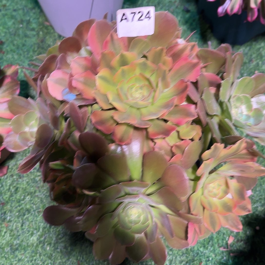 多肉植物韶修七彩老桩724