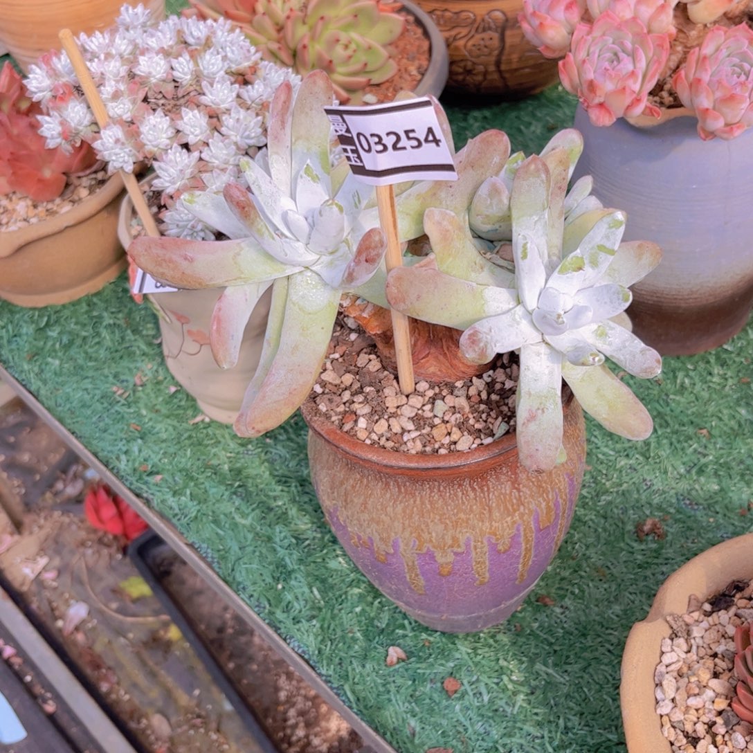 心***飞拇指多肉植物03254