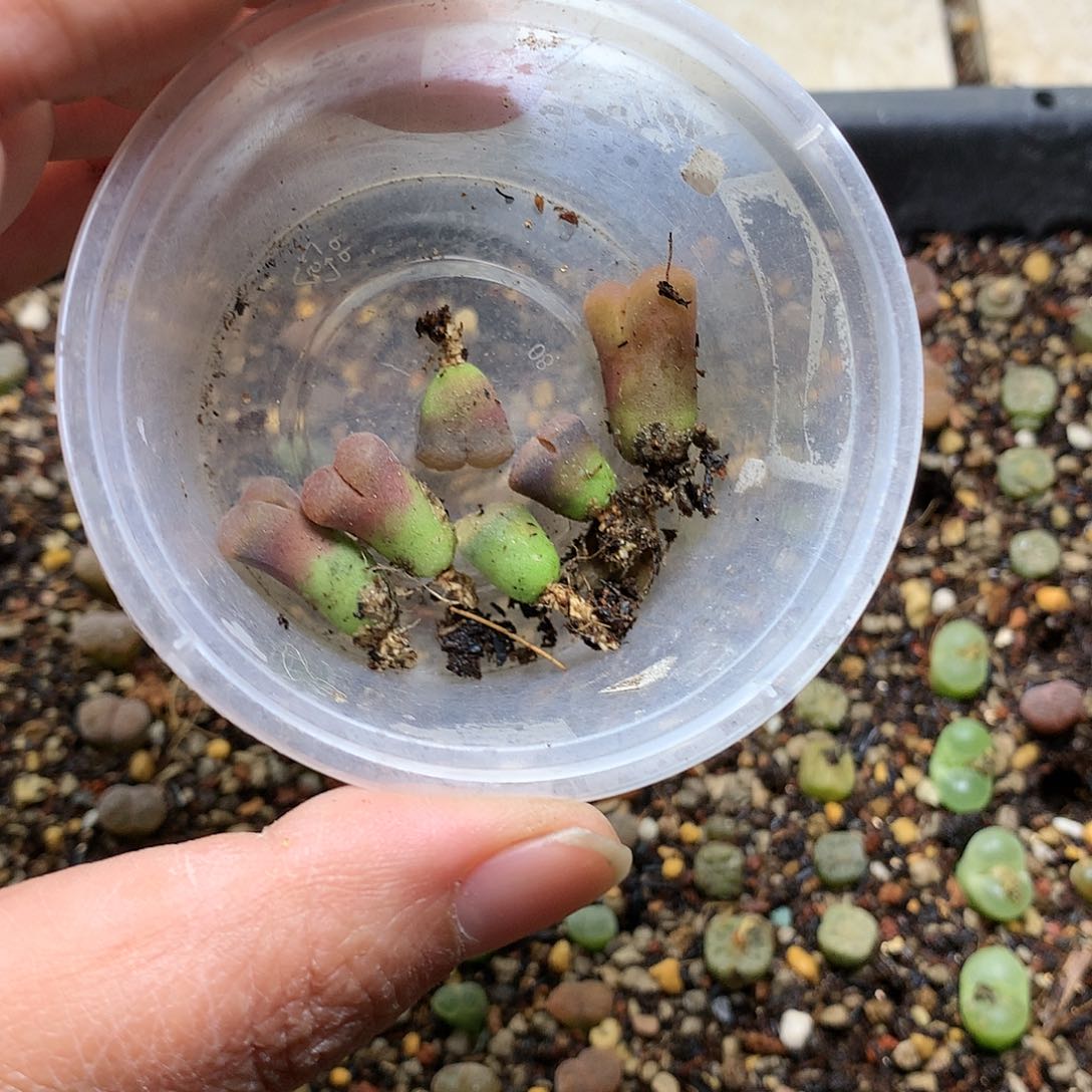 可***你D390多肉植物保护