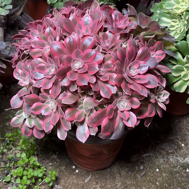 多肉植物法师女妖11