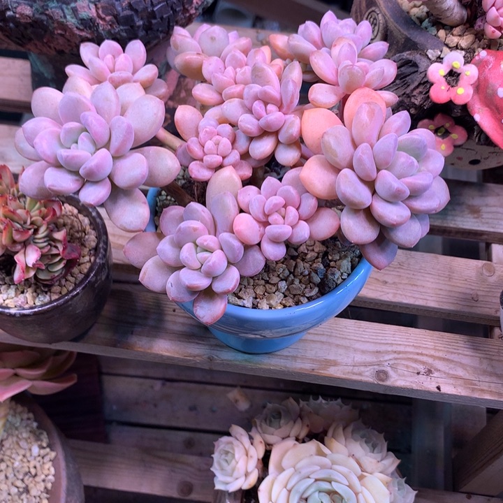 白露多肉植物fashichang