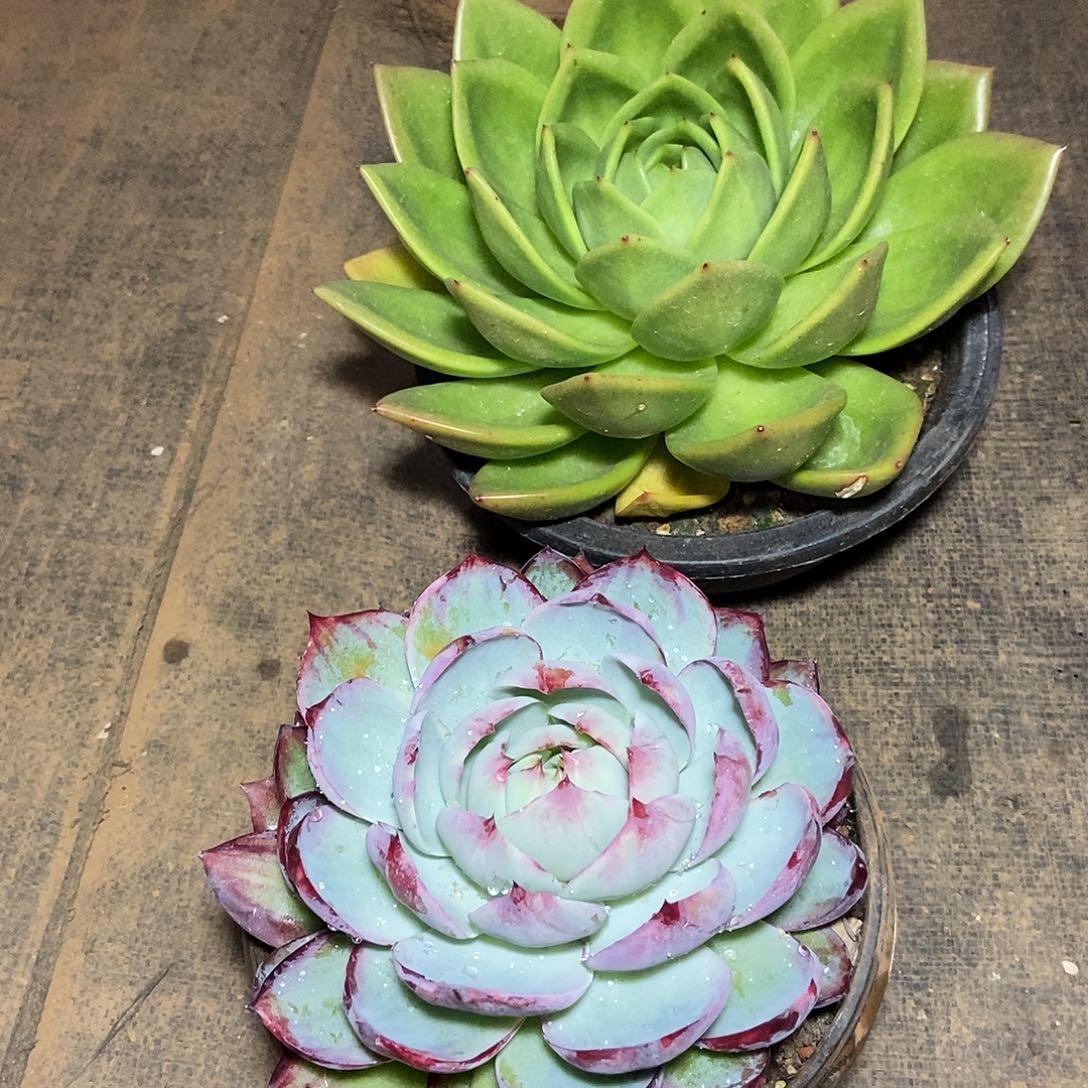 馨***雨福利特价友情价优惠2颗