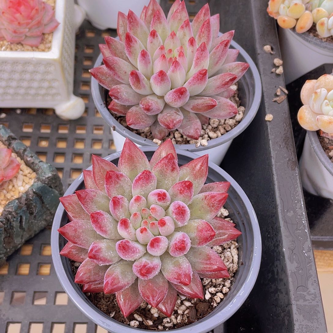 1336号 如烟美人大单头一个