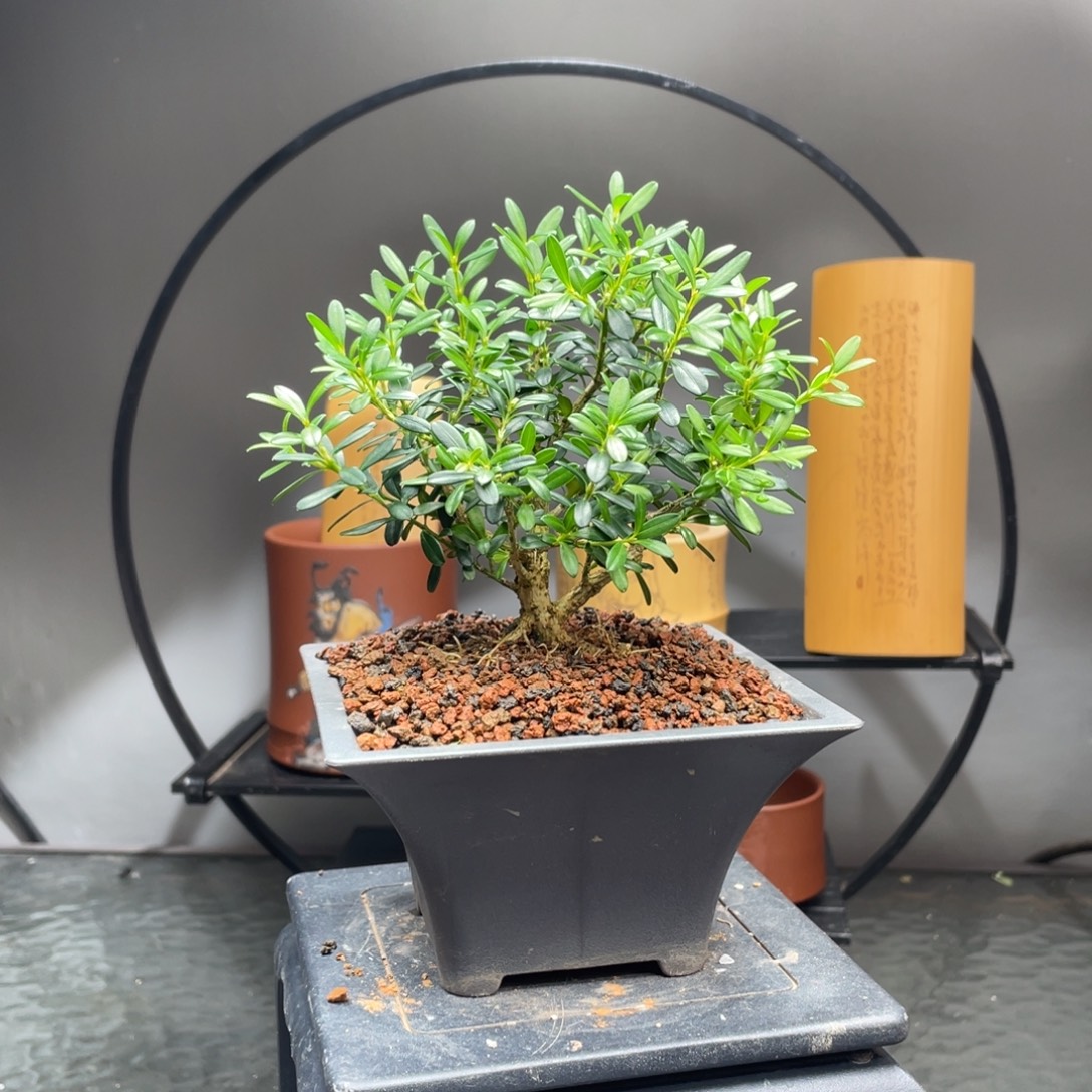 当前无花栽培后可以开花贵米