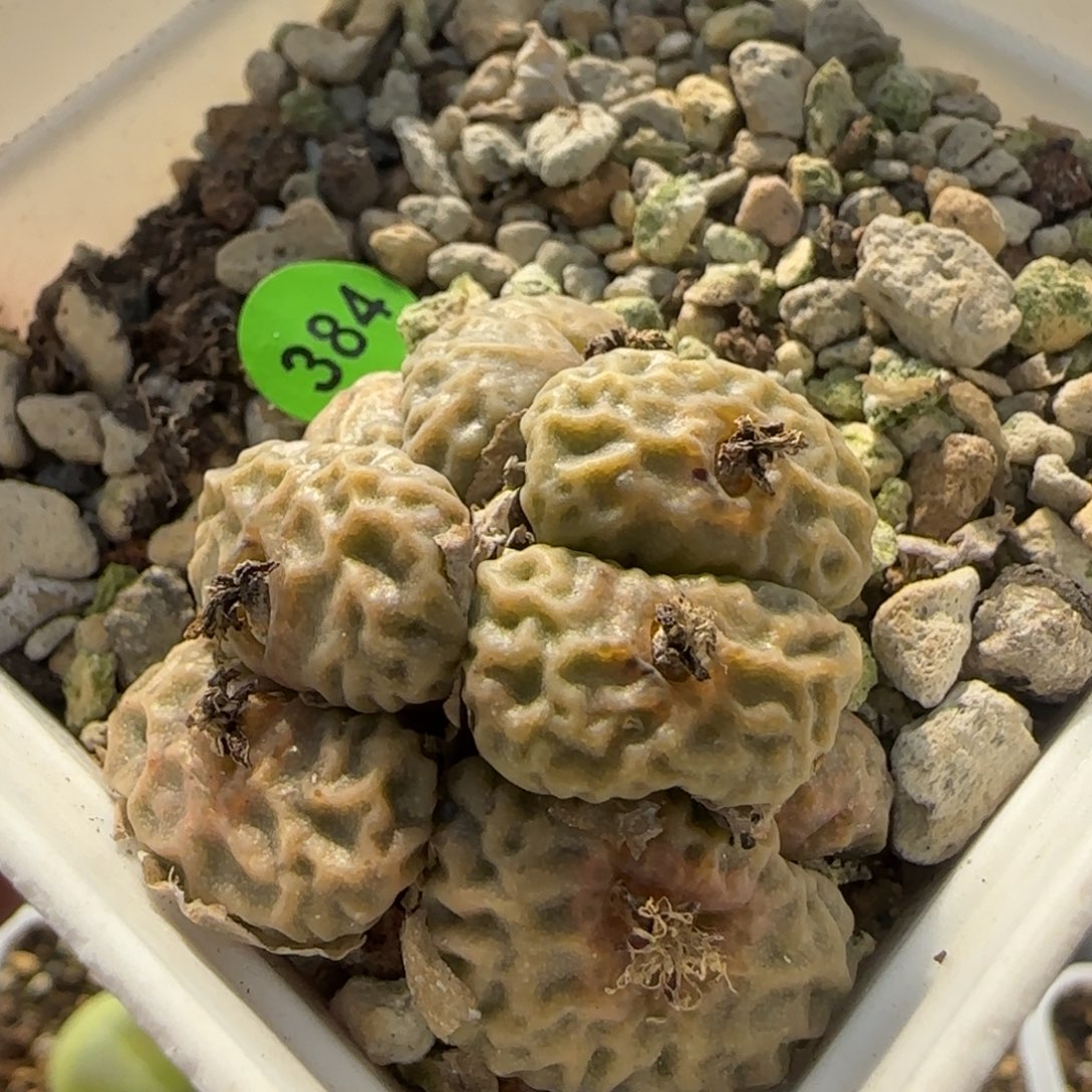 超烧群生巨无霸384