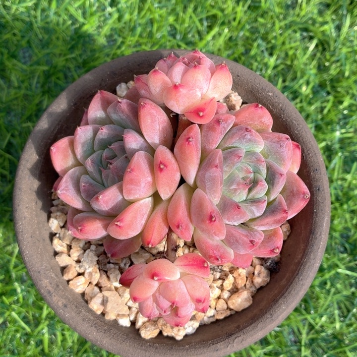 多肉植物 阿尔巴佳人-4