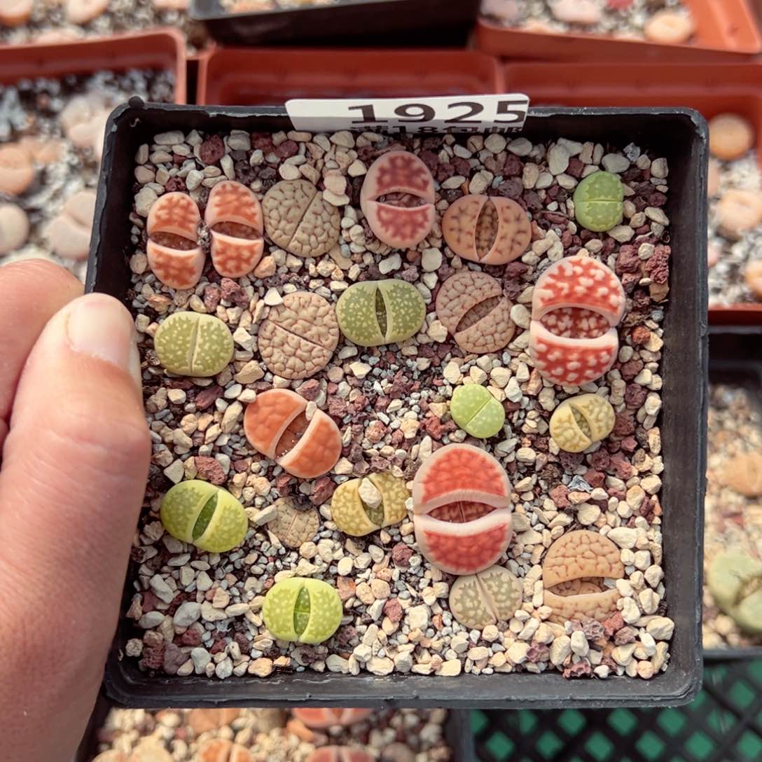 【闪购商品】1925……