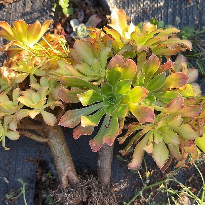 法师锦好好看哪呀