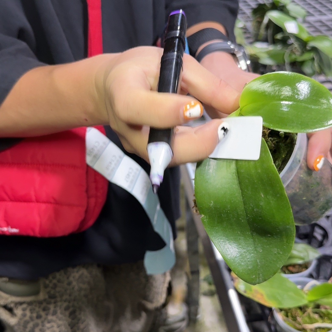 完全开放C1455裸根