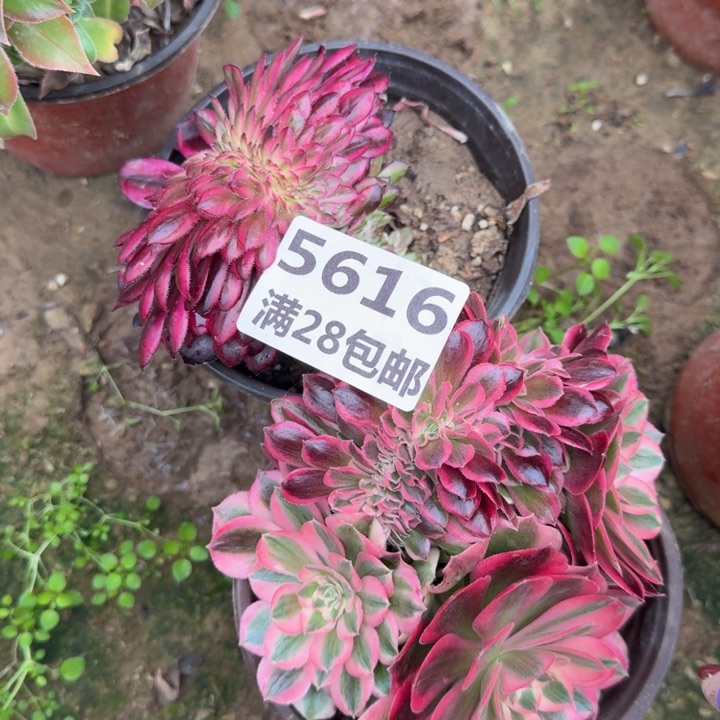 5616两个缀三号棚A