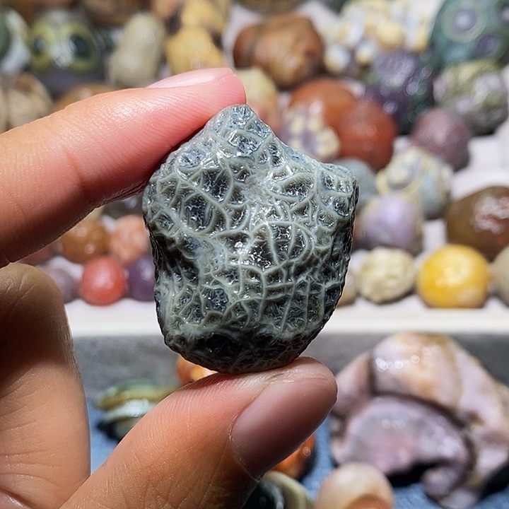 石头蓝纹筋脉单科