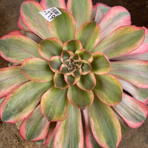 119五毒白锦满25包邮多肉