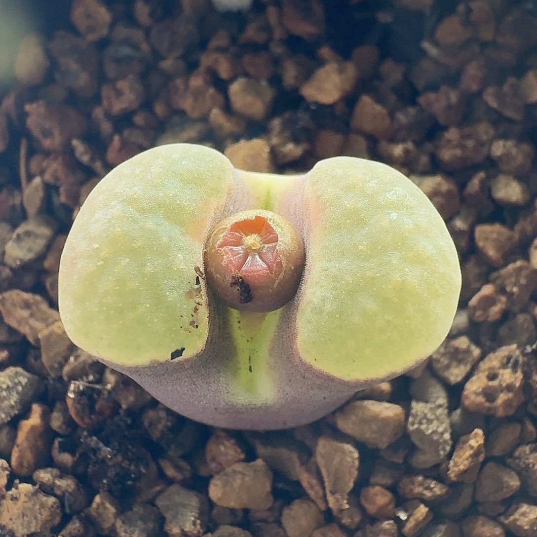 磁铁1.6厘米风铃玉哈哈哈哈哈哈哈