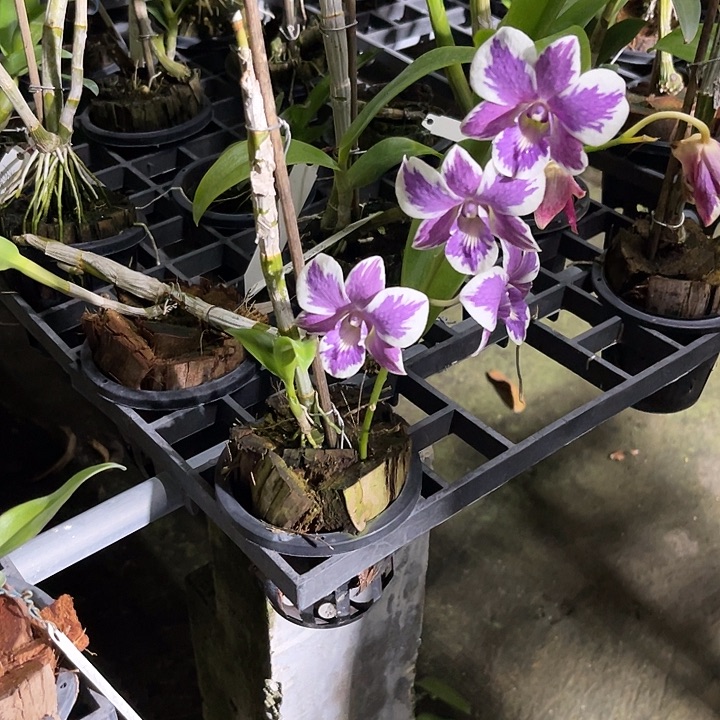 当前无花朵，栽培后可花朵蓝玛1269