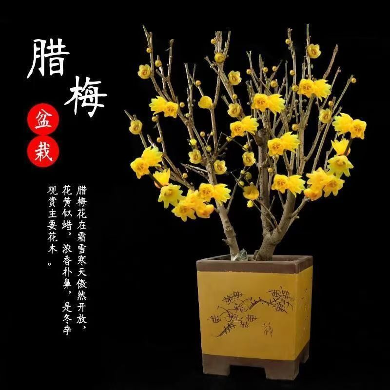 带花苞素心腊梅植物阳台四季浓香冬季开花耐寒
