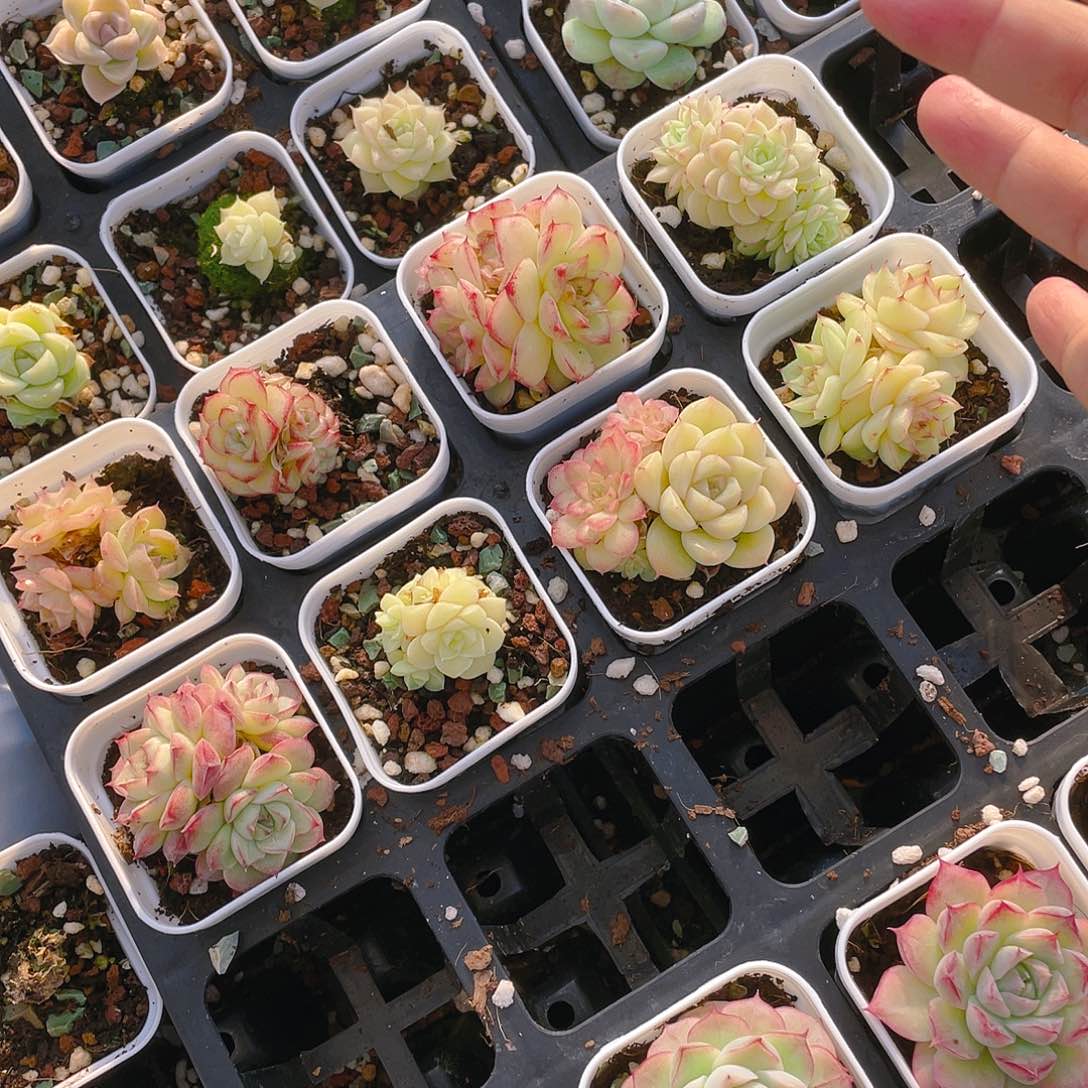 十*点八个麦杆盆不包整一个满25包邮