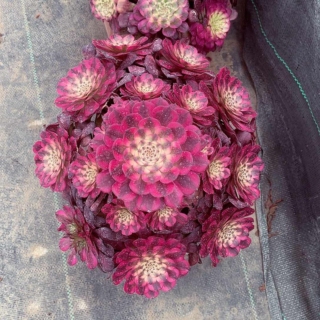 法师多肉植物月婵