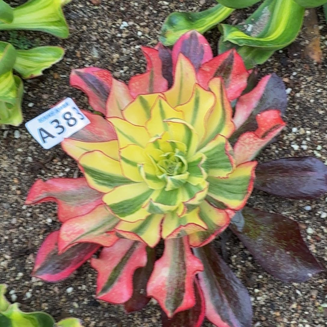 383魅影。多肉植物