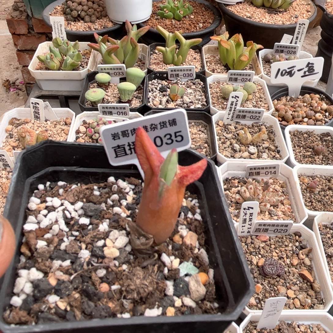 皮卡丘大枪少将一颗