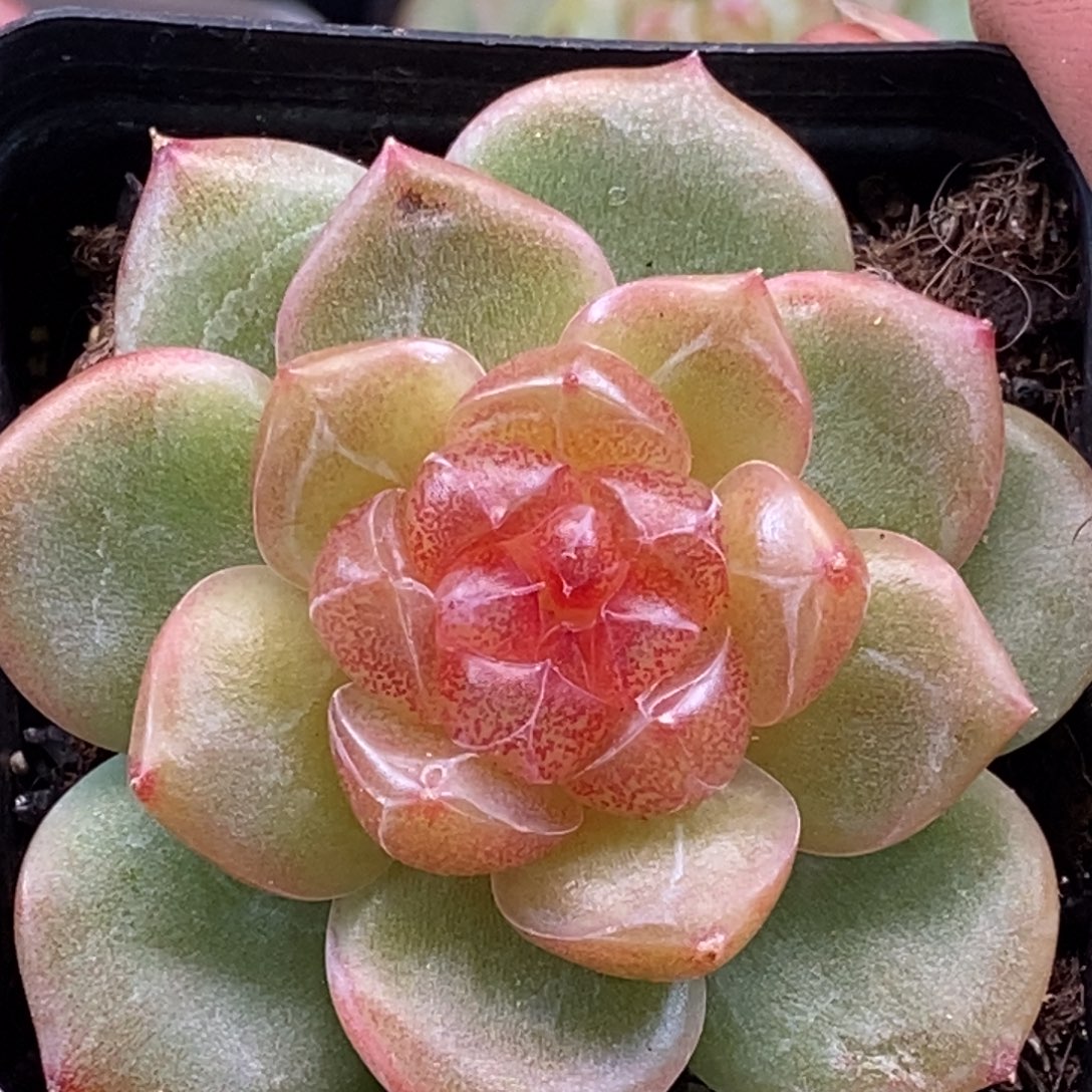 天官赐福百无禁忌